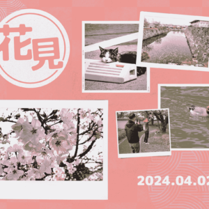 ○分咲き。岸和田城でお花見を慣行しました🌸