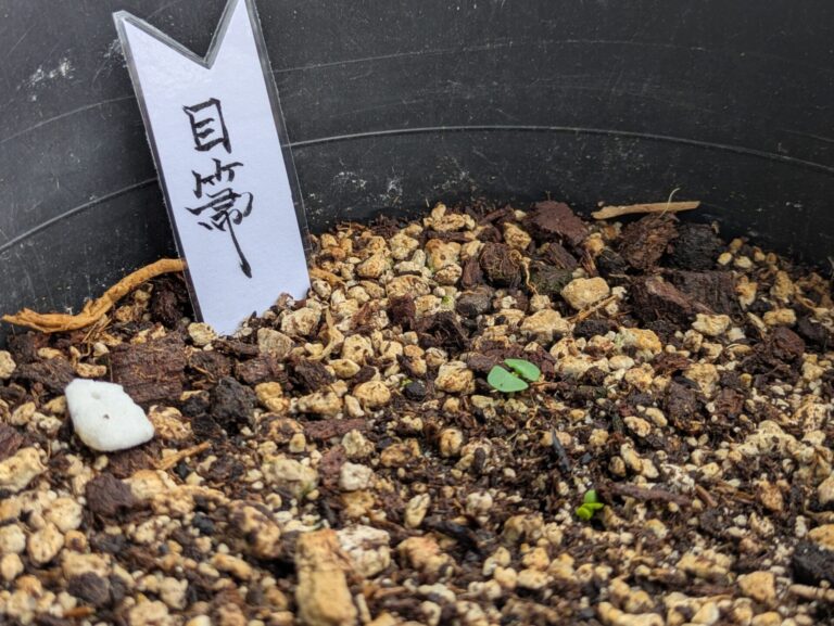 ベランダ菜園で思い馳せてみました。