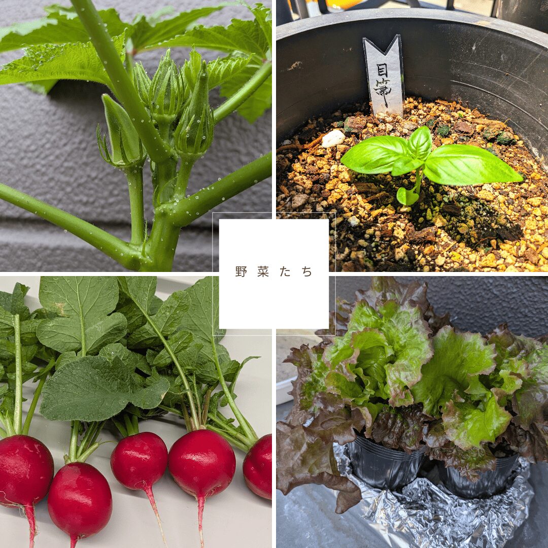 過去に作成した野菜の写真
